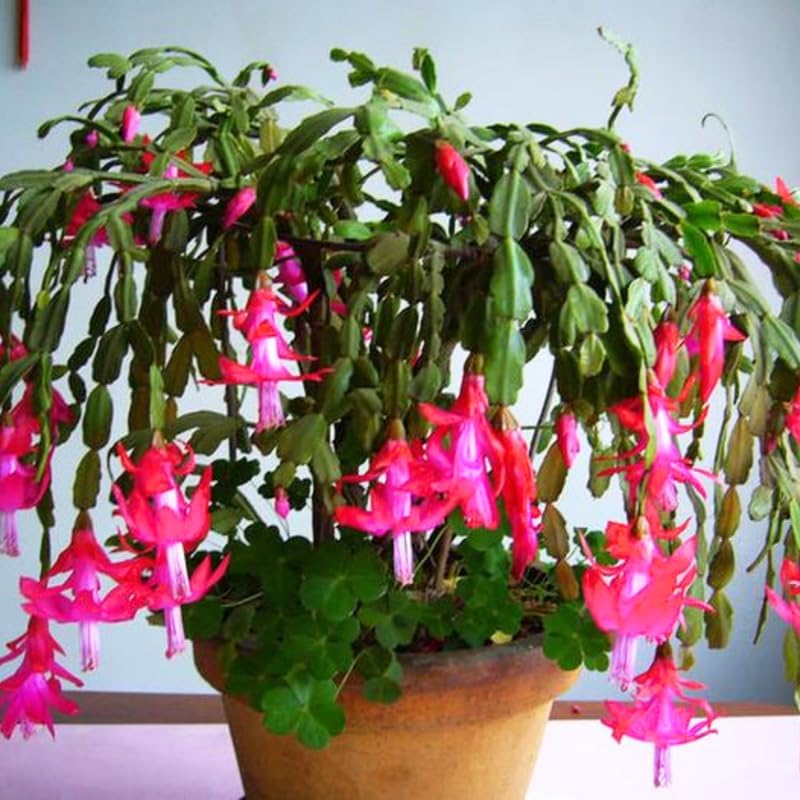 2 Pink Christmas Cactus Plants Live, True Thanksgiving Cactus Live Size 6-9" Inches Tall, Ready to Blooms, Holiday Houseplant, Cold Hardy, Bloom in Winter