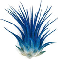 Rainbow Tillandsia Air Plant, Tillandsia Air Plant, Airplant, Air Purification, House Plant, Home Decor & Gift, Live Plant, Healthy Arrival Guarantee (Blue Glitter)