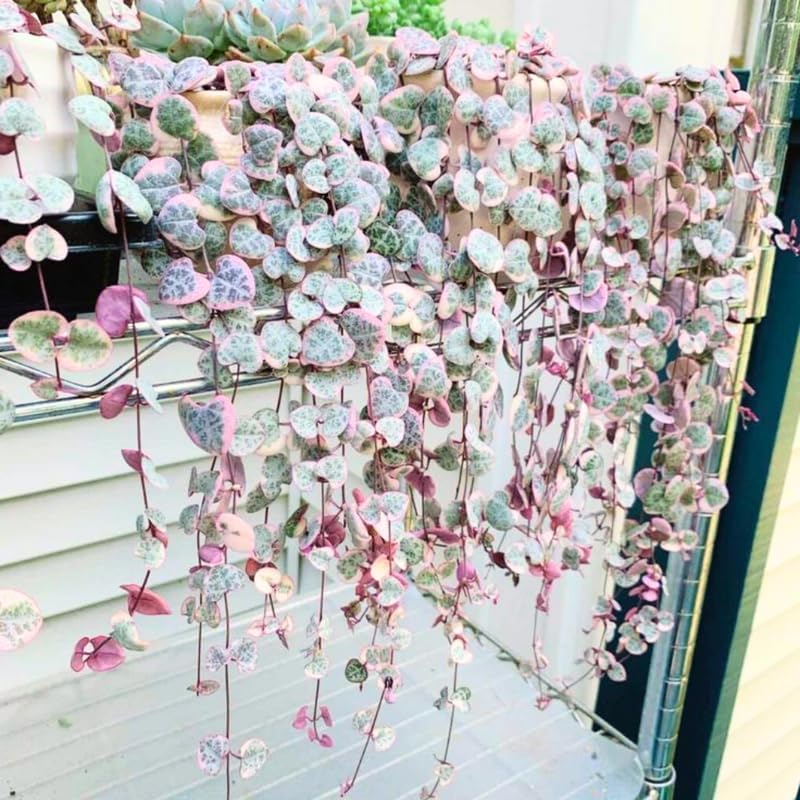 Ceropegia Woodii Variegated String of Hearts Live Plant, Rare Succulent Houseplant Indoor Home Decoration