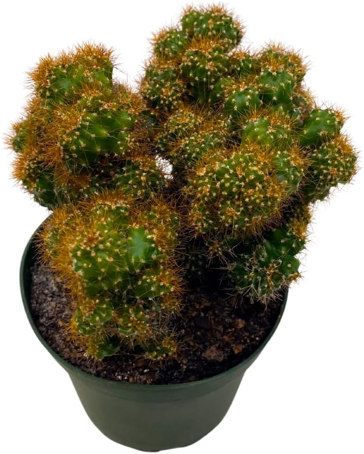 BubbleBlooms Peruvian Apple Cactus, Cereus repandus, in 4 inch Pot, Crested, Clumped Rare Cacti