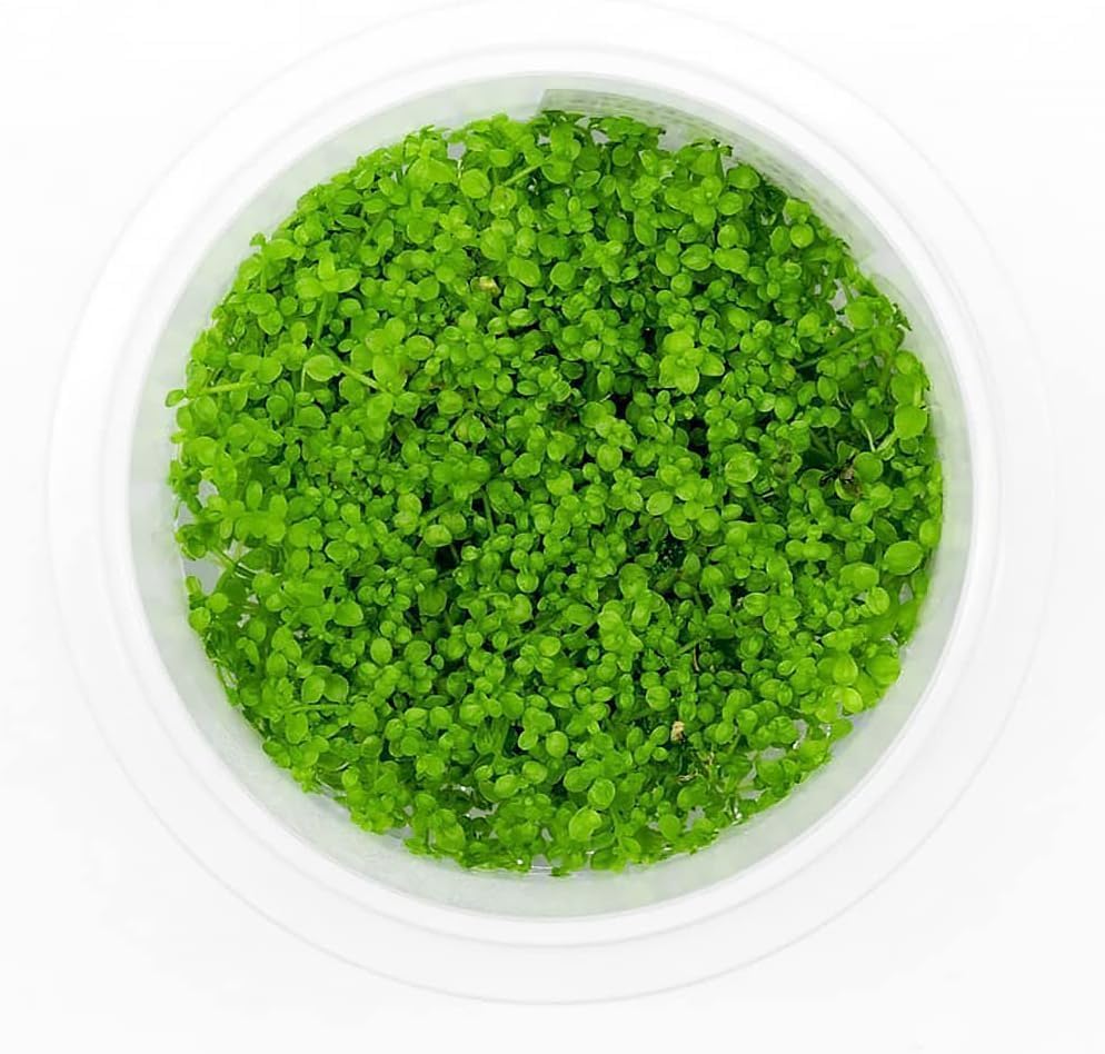 SubstrateSource Live Plant - Dwarf Baby Tears Hemianthus Callitrichoides Live Aquarium Plant Tissue Culture Cup - 100% Snail Free in Vitro (Dwarf Baby Tears)