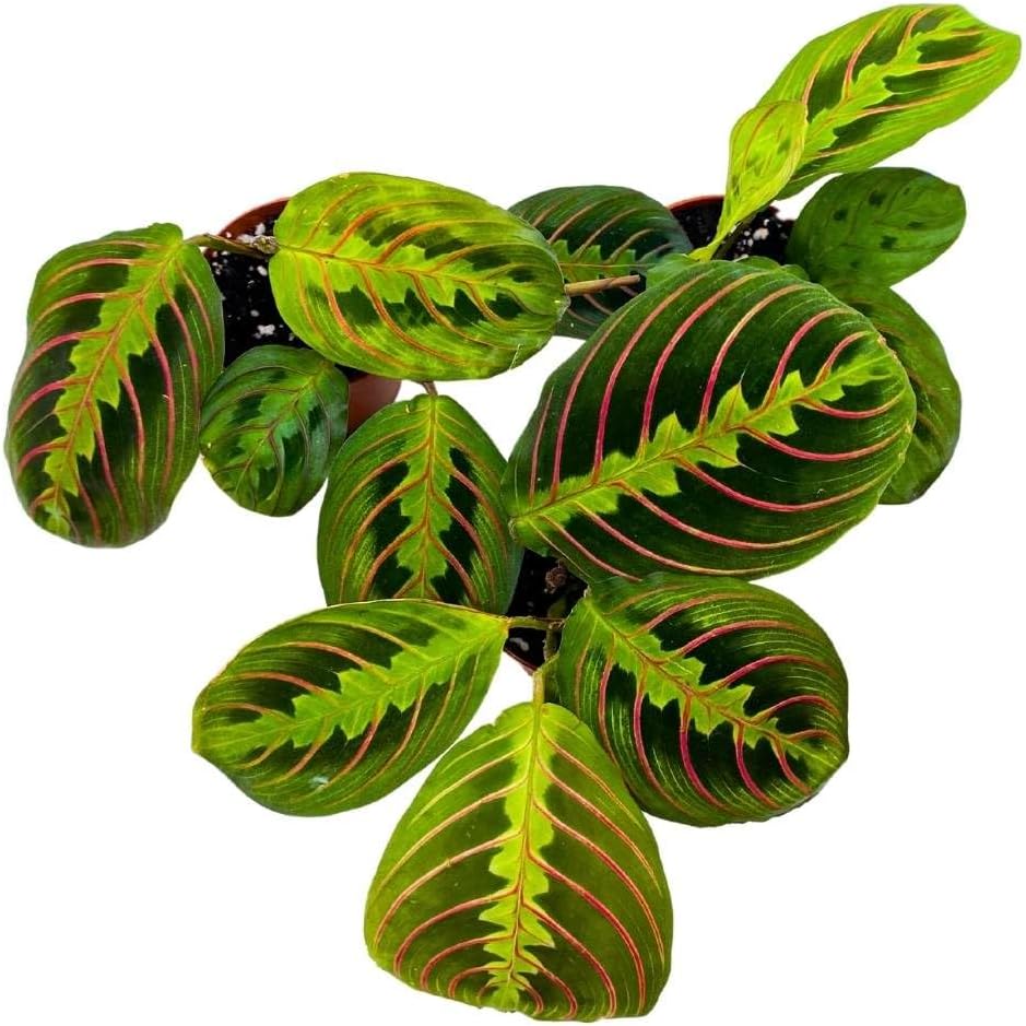 BubbleBlooms Maranta leuconeura Tricolor, 2 inch Set of 3, Prayer Plant Tiny Mini Pixie