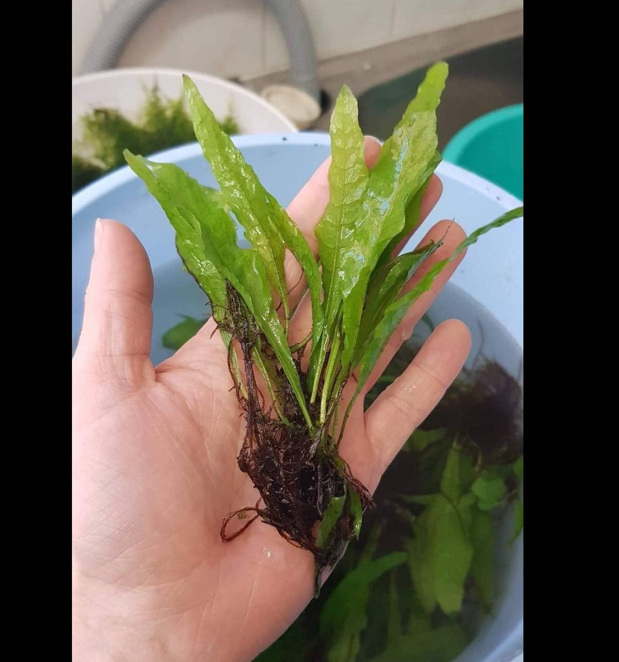 4 Species Freshwater Live Aquarium Plant Package Set Java Fern - Rosette Amazon Sword - Hygrophila Corymbosa - Java Fern Windelov