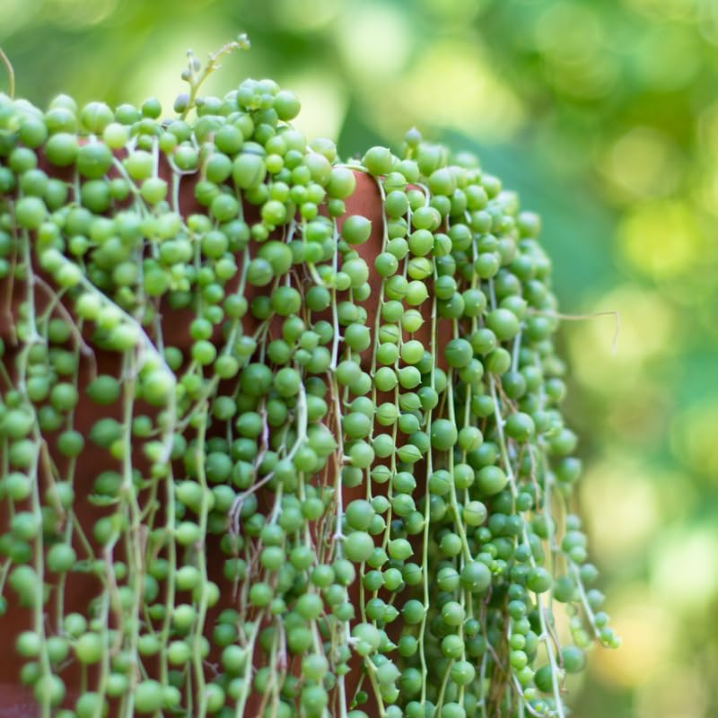String of Pearls Plant Live for Planting, String of Pearls Pot, Live String of Pearls Plant, Fully Rooted, Hanging Succulent Houseplant, Green String of Pearls, 2.5" Pot
