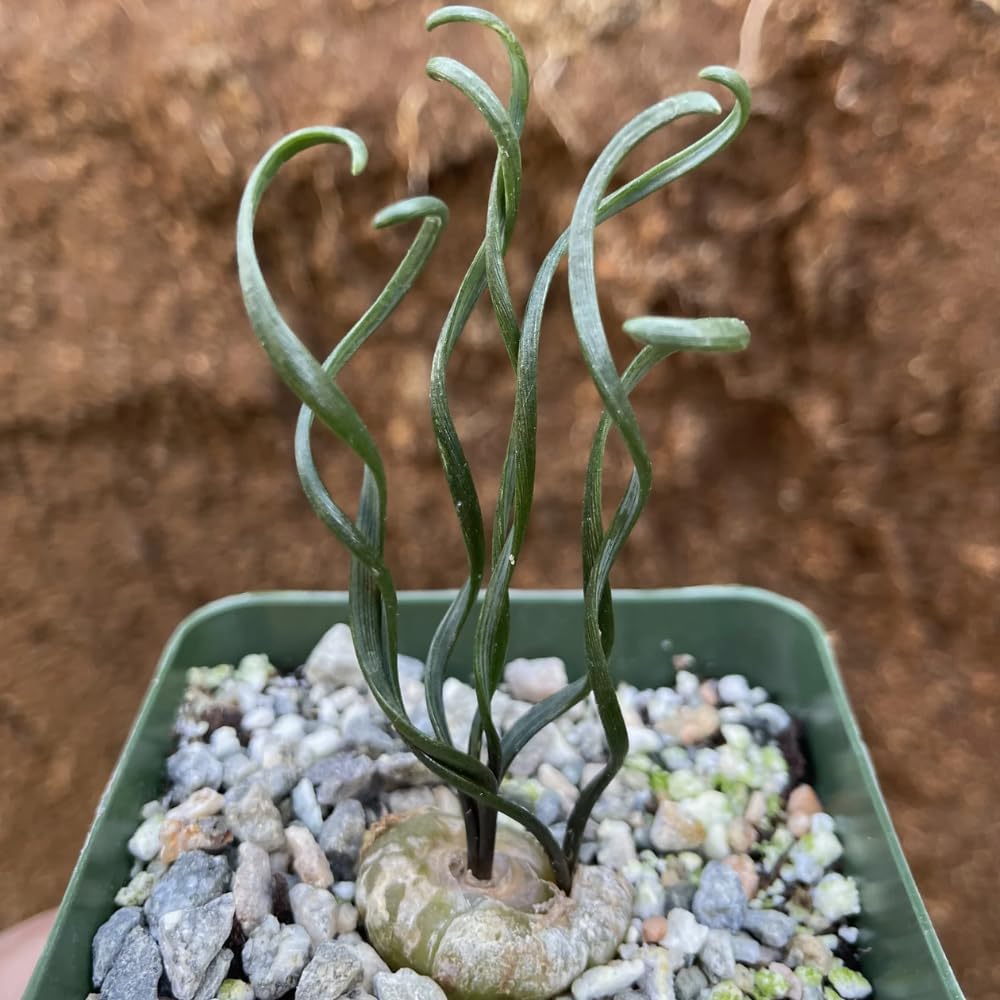 Albuca Succulent Plant Live, Curly Grass, Albuca Plant, Rare Succulent in 4" Pot, Easy-Care Indoor Outdoor Plant