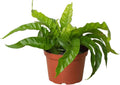 Fern Bird's Nest Hurricane Live Plant for Indoor | Different Houseplants in 4'' & 6'' Pot | Real House Plant for Living Room, Office, Desk & Bathroom | Twisted Asplenium Antiquum