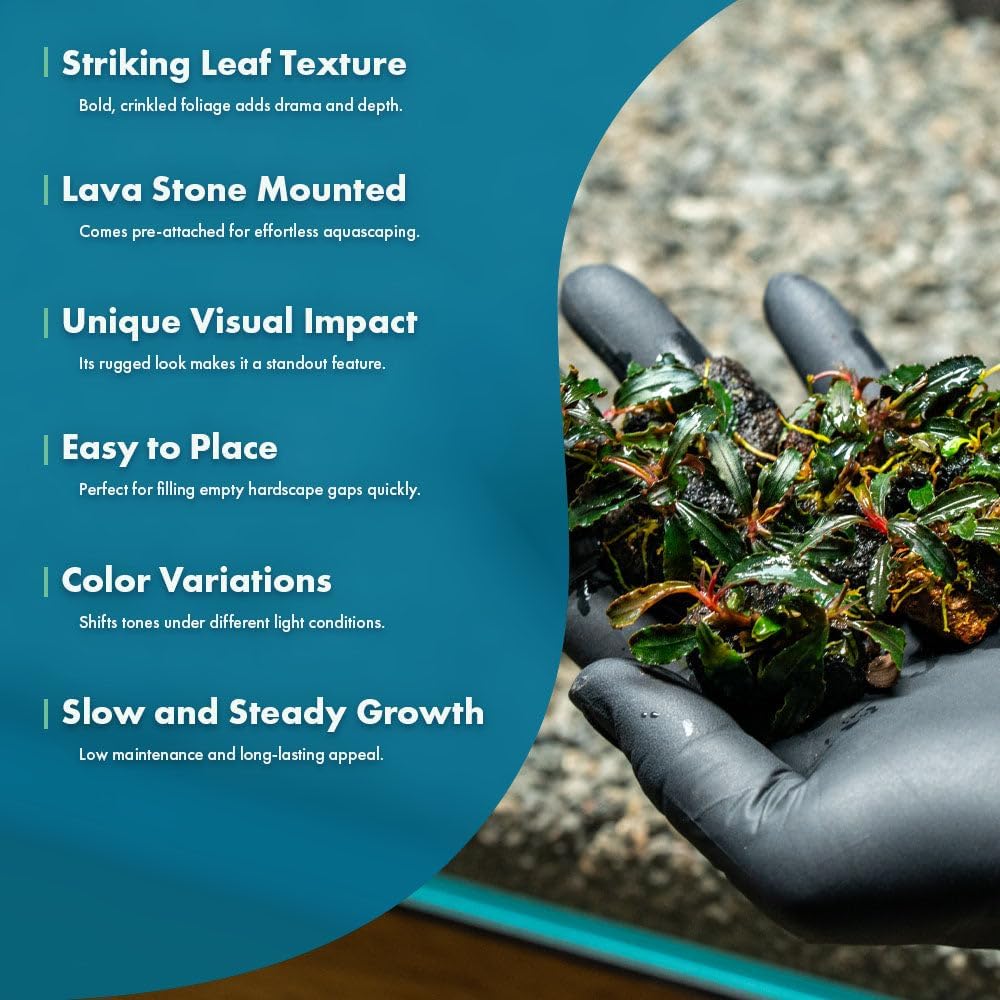 SubstrateSource Live Planted Decor - Bucephalandra Godzilla (Bucephalandra sp.) on Lava Stone (Framed) - Dark Green Leaves with Ruffled Edges Aquatic Plant, Low to Medium Light for Aquascaping, 3 Pack