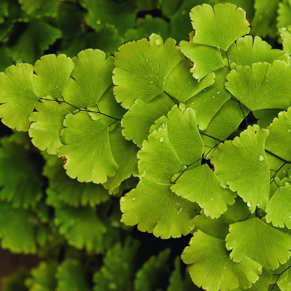 5 Fern Rhizomes, Maidenhair Fern Plants Live, Live Fern Plants, Fern Ground Cover Plants Live, Fern Live Plants, 5 Roots