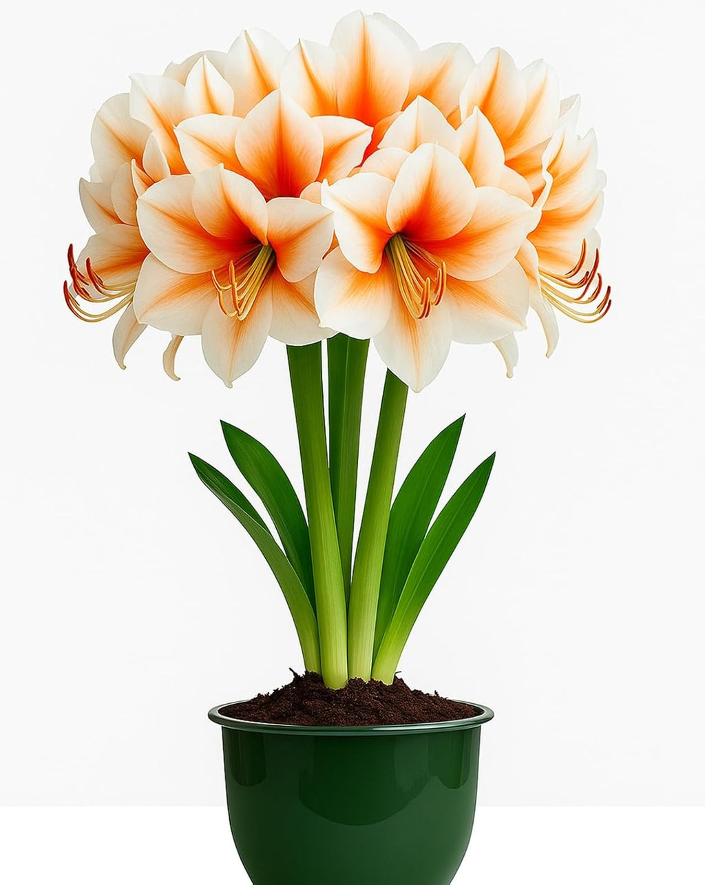 Premium Salmon Amaryllis Bulb – Top Size 36–38 cm | Giant White Blooms & Peach Brushstrokes | Dramatic Indoor Winter Flowering Bulb | Easy to Grow Gift Plant | Favorite Things
