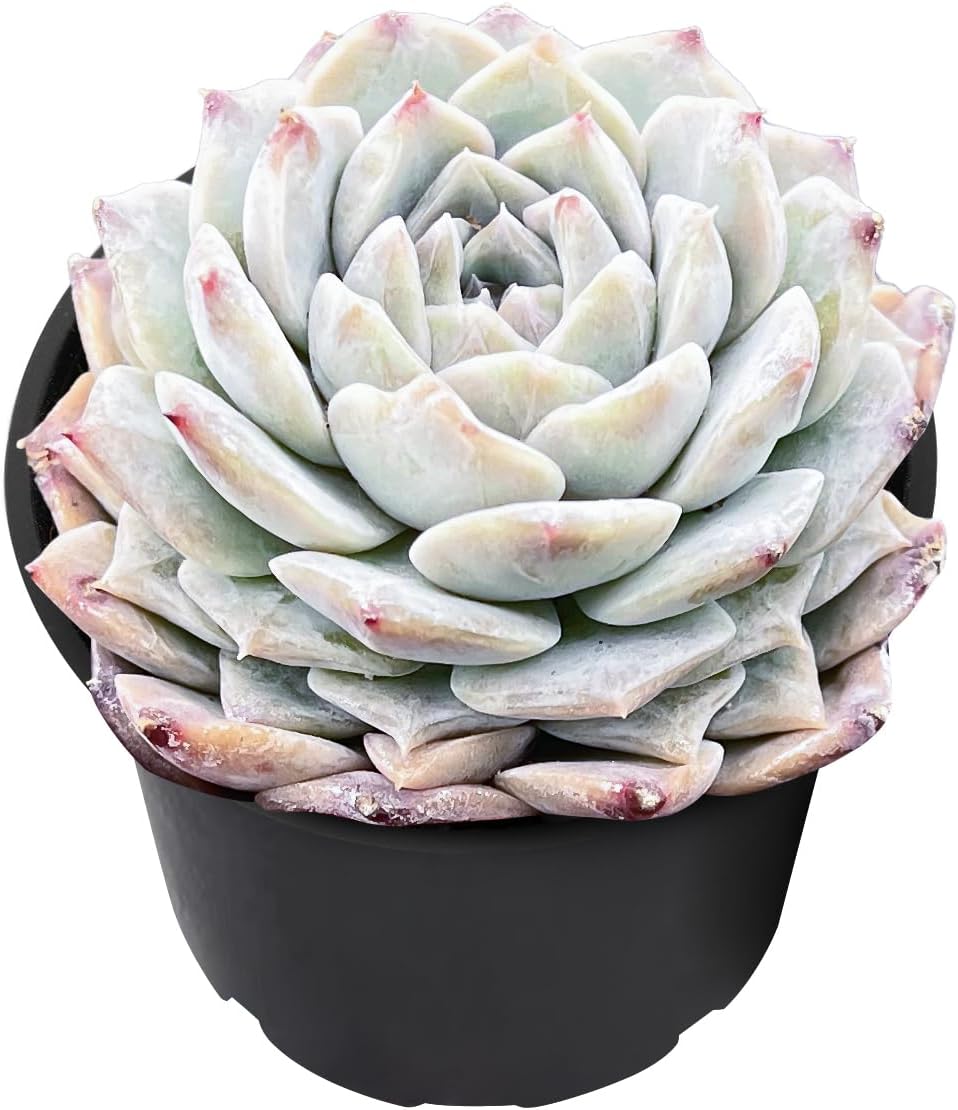 2" Live Succulent Plants Pachyveria 'BubbleCandy', Mini Potted Succulents, Easy Care Indoor Houseplant, Unique Gifts, Home Office Décor