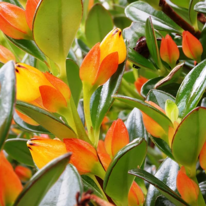 Goldfish Plants Live Houseplants | Live Columnea Nematanthus in 4-Inch Pot | Colorful Trailing Goldfish Plant for Indoors | Perfect for Tables & Home Décor | Ideal Gift for Plant Lovers