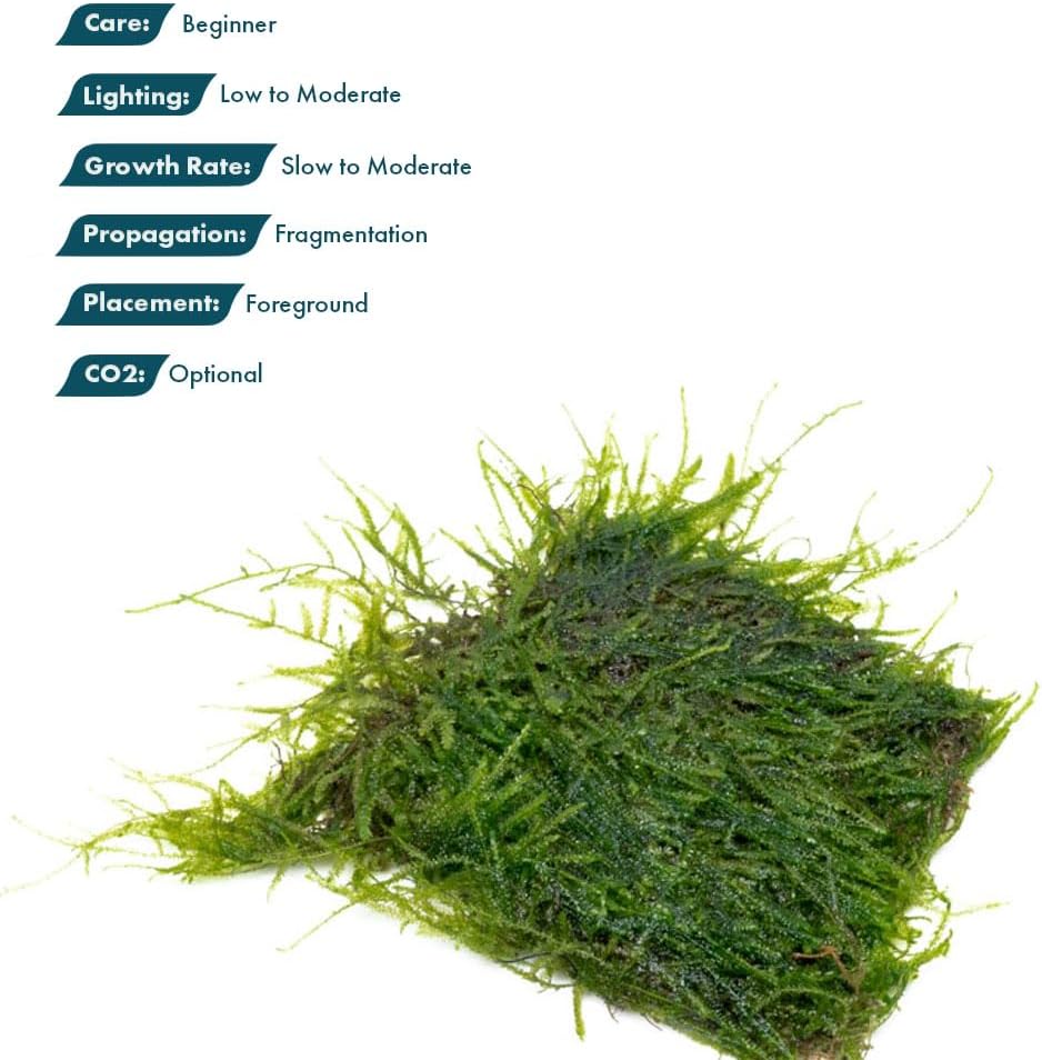 SubstrateSource Live Aquarium Plants on Driftwood, Lava Rock, Moss, Fiber Mat - Freshwater Fish Tanks - Easy, Beginner Friendly (Java Moss on Stainless Steel, (3 Pack))