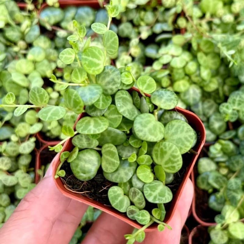 String of Turtles Plant Live, Rare Succulent Trailing Vine in Pot, Indoor Houseplant