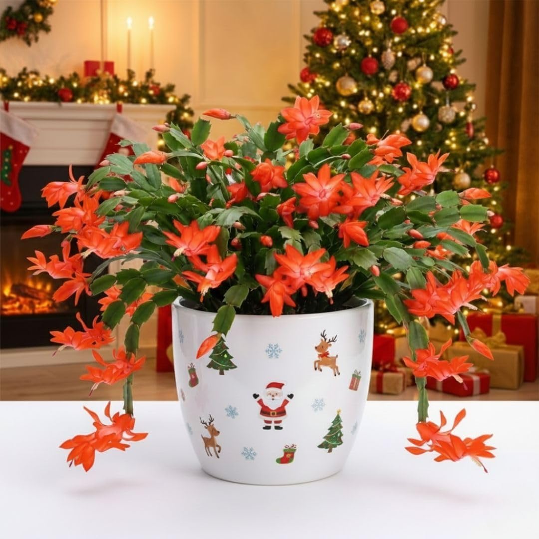 Christmas Cactus Live Plant 4 inch Pot, Christmas Flower Plant, Flower Succulents Plants, Holiday Christmas Cactus for Planting (Yellow Christmas Cactus)