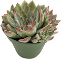 Live Succulent Plants Echeveria 'Pulidonis', Easy Care Potted Succulents in 4" Pots, Indoor Houseplant, Unique Gifts, Home Office Décor