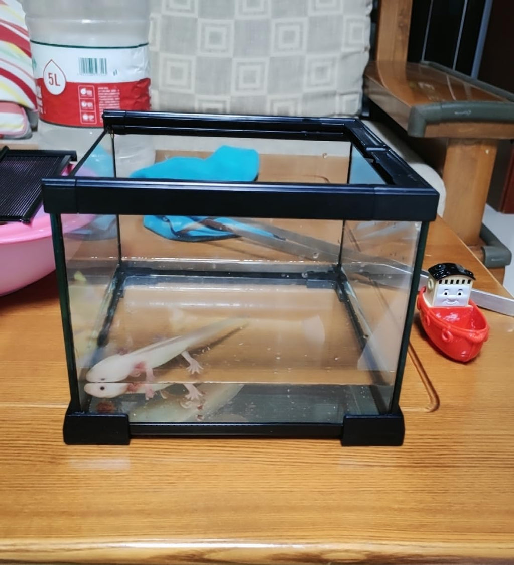 Mini Reptile Glass Terrarium Tank, cage for Tarantula Sling Geckos, Frog, Lizards, Chameleons,Turtles Snake Snail Insect Hermit Crab Isopods Reptiles Enclosure (7.9x7.9x5.7inch)