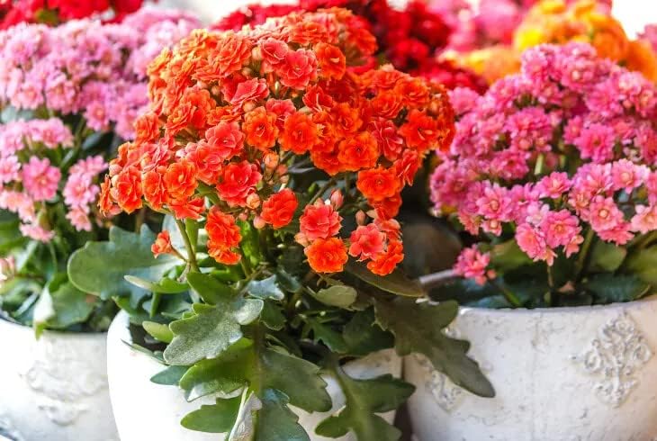 Premium Potting Mix for Kalanchoe Plants by Gardenera - Achieve Optimal Health and Blooming Splendor - 4 Quart