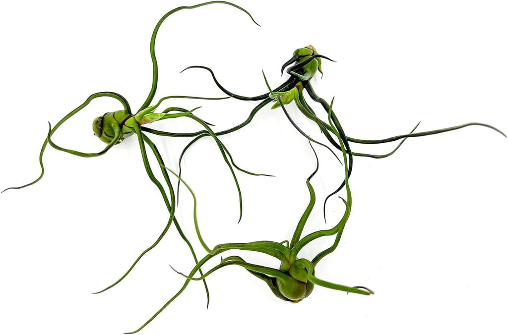 ragnaroc Air Plants - Flowering Tillandsia Bulbosa Guatemala, Large 3-5" - 3ct - Live Arrival Guaranteed - House Plants for Home Decor & Gift