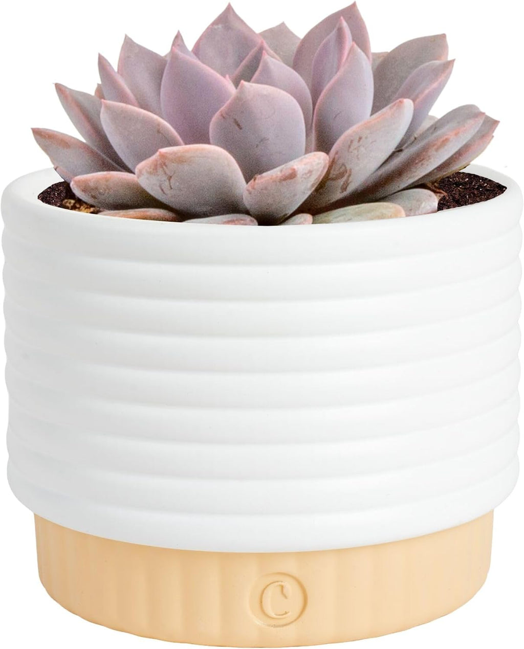 Costa Farms Live Succulent Plant, 6-Inches Tall Indoor Houseplant, Hand-Selected Variety, Easy to Grow in 4-Inch Succulent Pot, Room Decor for Home or Office
