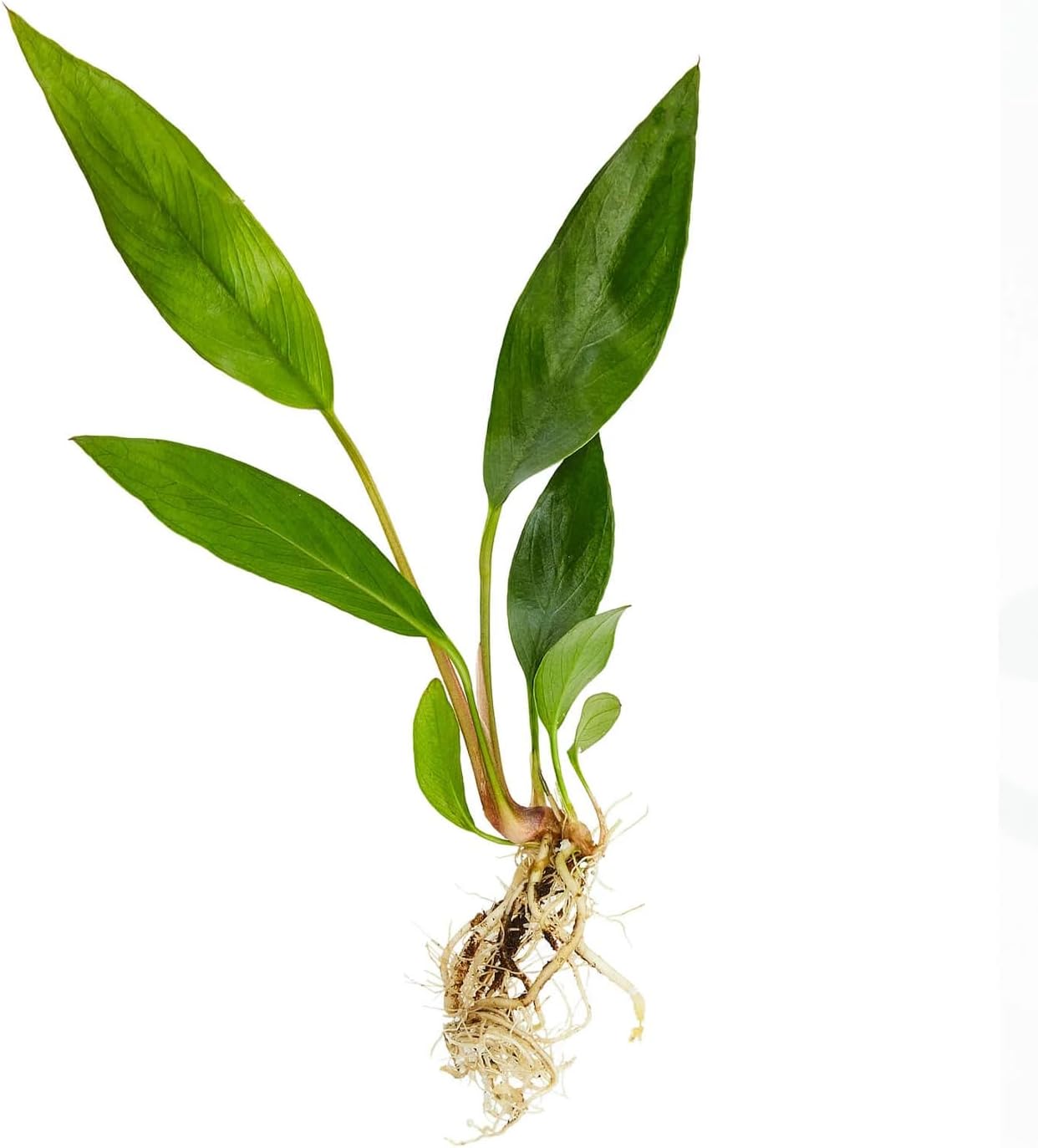 Anubias Frazeri - Easy to Care Live Aquatic Plant for Freshwater Aquarium - Low Light, Hardy, Perfect for Beginners - Natural Decoration for Fish & Shrimp Tank Safe - Small