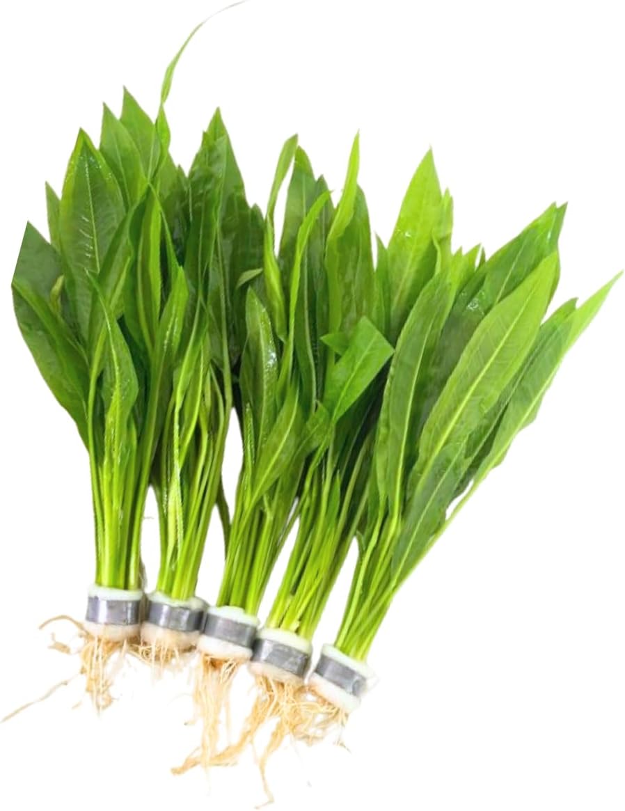 5X Sword Echinodorus Amazonicus Bundle Aquarium Live Plant for Fish Tank Decoration