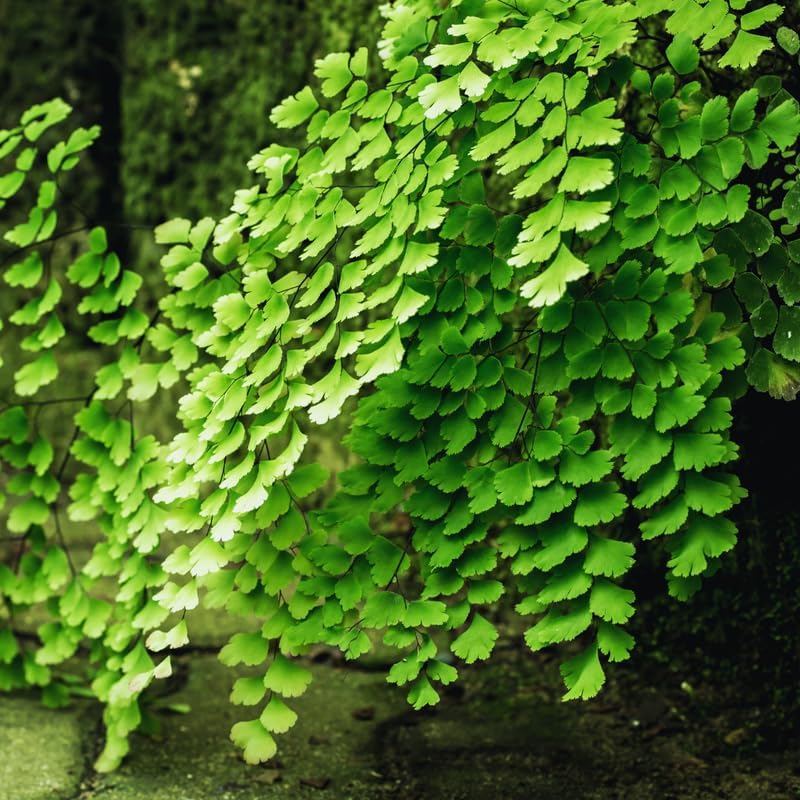 20 Maidenhair Fern Bare Roots Perennial Roots, Fern Live Plants for Gardening