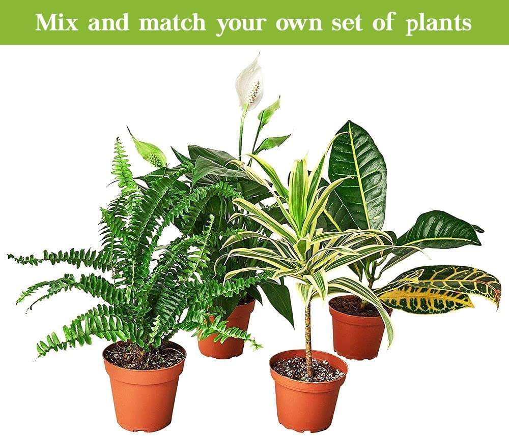 Opuntia Microdasys Live Plant for Indoor | Different Houseplants in 4'' & 6'' Pot | Real House Plant for Living Room, Office, Desk & Bathroom | [Common Plant Names]