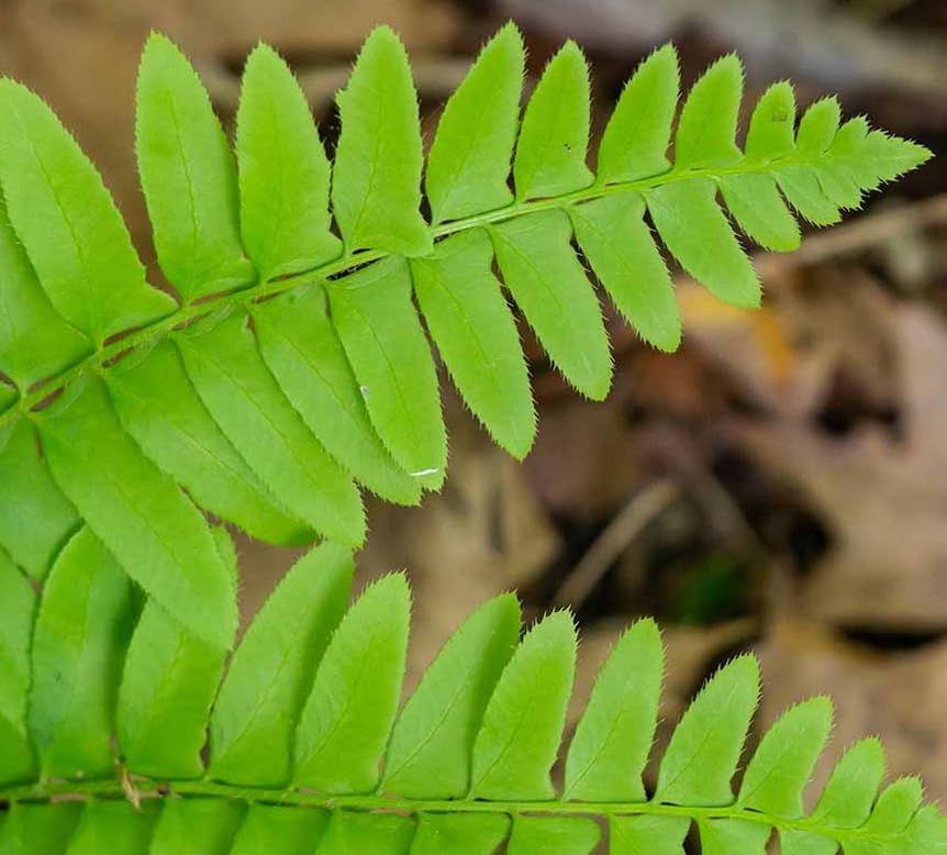 20 Christmas Fern Roots/Rhizomes - Polystichum acrostichoides - (20 Pack)