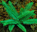 10 Christmas Fern Roots/Rhizomes - Polystichum acrostichoides - (10 Pack)