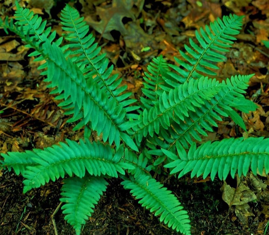 5 Christmas Fern Roots/Rhizomes - Polystichum acrostichoides - (5 Pack)