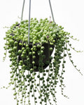 Variegated String of Pearls Plant Live Succulent 4 Inch Pot, Hanging Plant for Home Office Decor, Rare Succulent Trailing Vine, 4-7 Inch Tall