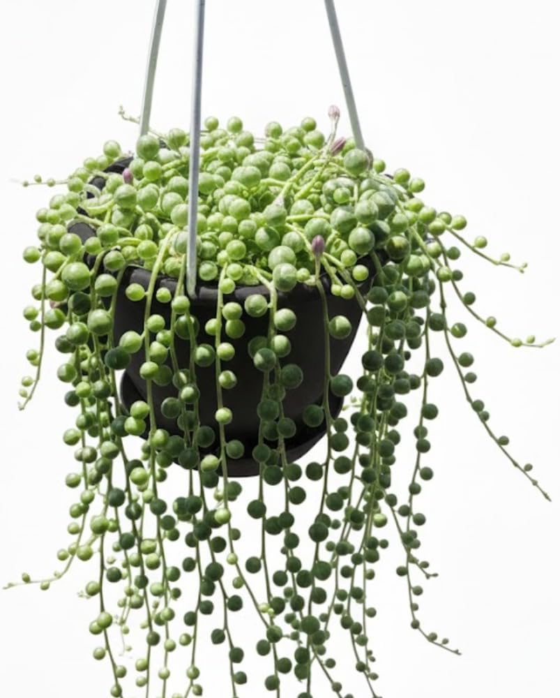 Variegated String of Pearls Plant Live Succulent 4 Inch Pot, Hanging Plant for Home Office Decor, Rare Succulent Trailing Vine, 4-7 Inch Tall