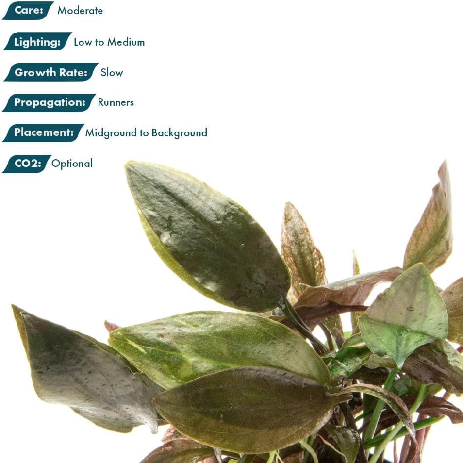 SubstrateSource Live Plants - Cryptocoryne Wendtii 'Florida Sunset' (Cryptocoryne wendtii) - Medium to High Light, Pink-White Accent for Midground Freshwater Aquarium Aquascaping - Pot