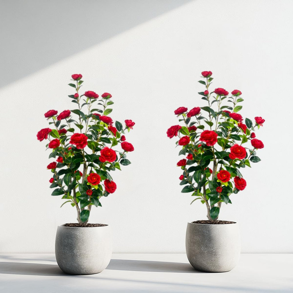 Artificial Camellia Tree 3.4ft Fake Trees pseudophyte (2, red)