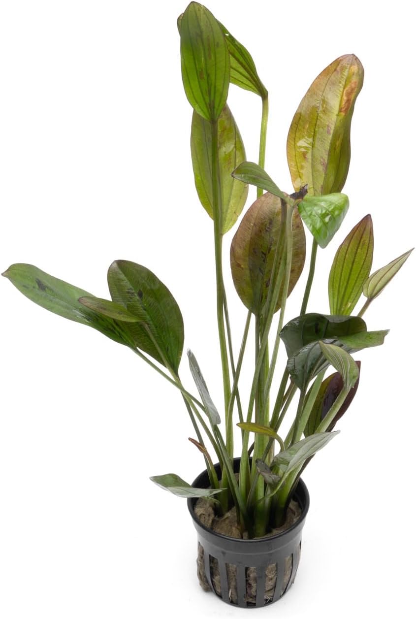 SubstrateSource Echinodorus Ozelot Green Sword Live Plant for Freshwater Aquariums, Natural Fish Tank Decorations, and Aquatic Decor (1 Pot (2-3 Plants))