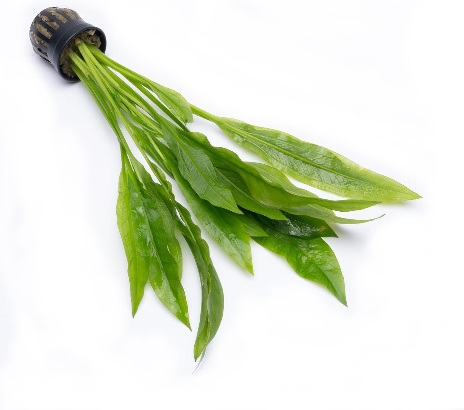 SubstrateSource Amazon Sword Echinodorus Bleheri Live Plant for Freshwater Aquariums, Natural Fish Tank Decorations, and Aquatic Decor (5 Pots (10-15 Plants))