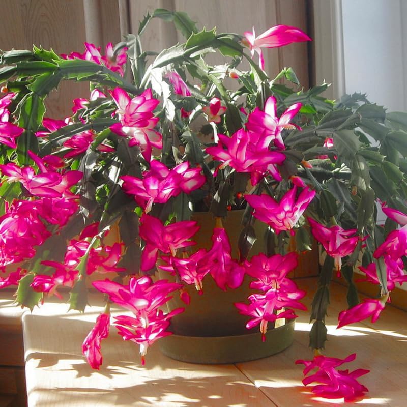Christmas Cactus Plants Live, Thanksgiving Cactus Easter Cactus Like, 4-8 Inc Tall, Cold Hardy, Holiday Cactus for Indoor Outdoor Planting, Starter Size (Pink)