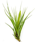 Air Plants - Flowering Tillandsia Melanocrater Tricolor, Large 5" - 1ct - Live Arrival Guaranteed - House Plants for Home Decor & Gift
