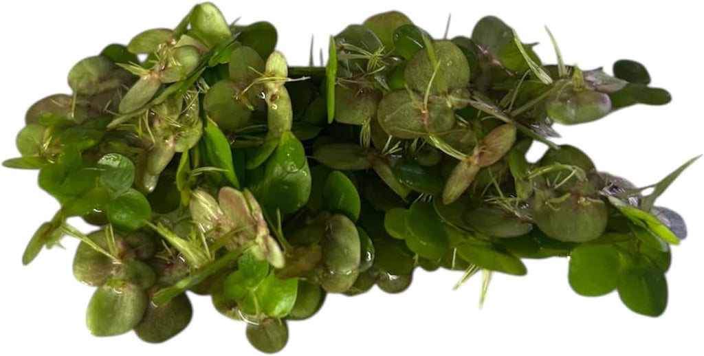 60+ Live Giant Duckweed Plants, Spirodela Polyrhiza, Floating Plants for Pond, Aquarium
