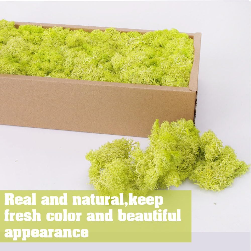 Preserved Reindeer Craft Moss-17.6oz Natural Green DIY Kit Gardenning Art Wall Florist Moss Terrariums Gardenning Decor Landscape Garden Decor(Yellow Green 17.6 OZ)