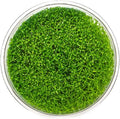 Ultum Nature Systems Hedyotis Salzmannii Tissue Culture Live Plant for Aquarium, Freshwater Fish Tank, Aquascaping - 100% Snail Free in Vitro