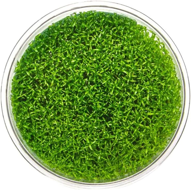 Ultum Nature Systems Hedyotis Salzmannii Tissue Culture Live Plant for Aquarium, Freshwater Fish Tank, Aquascaping - 100% Snail Free in Vitro