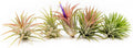 Air Plants Ionantha Mexican - Colors and Shape Varies Due to Seasonality-Live Tillandsia Succulent House Plants - Available in Wholesale and Bulk - Home and Garden Decor-Easy Care Plants (Pack of 5)