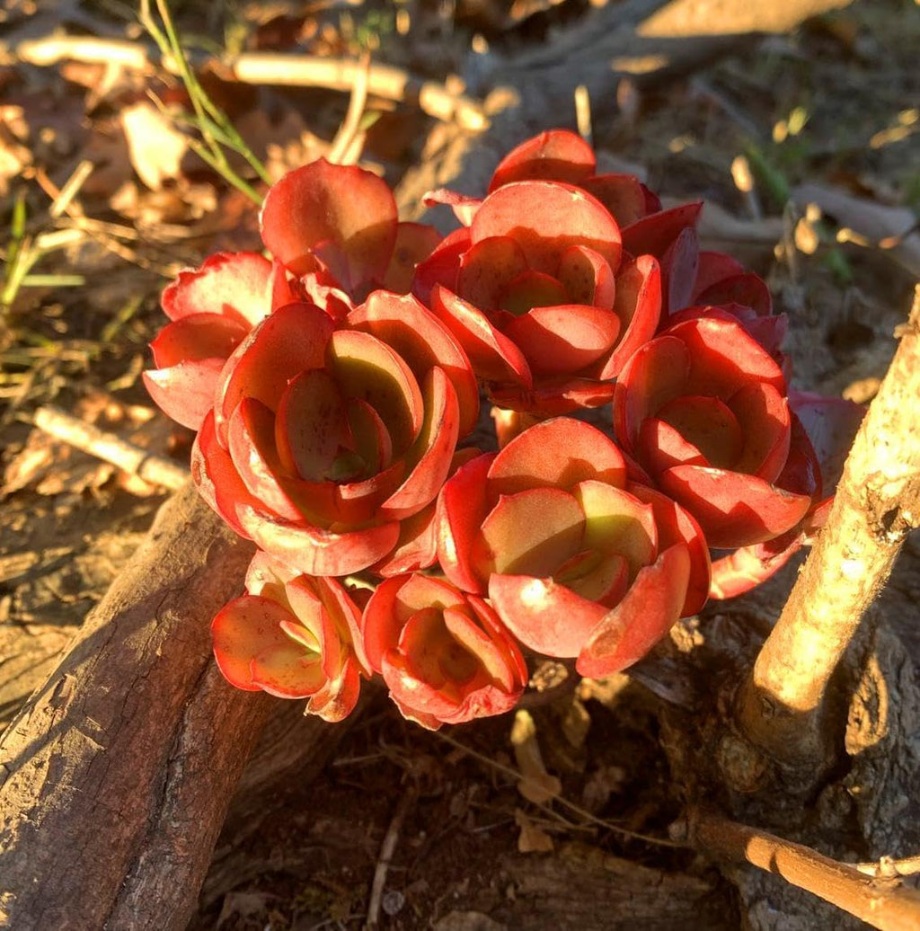 FWPP Succulent Plants Live Echeveria Suyon 4.3 inches,Mini red Clustered Succulents,Bare Root Without Pot Soil, Live Plants Indoor Party Wedding Garden House Baby Shower Decor Friend Gift