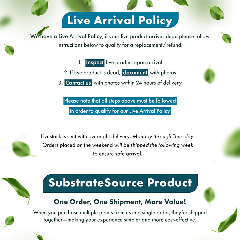 SubstrateSource Echinodorus Ozelot Green Sword Live Plant for Freshwater Aquariums, Natural Fish Tank Decorations, and Aquatic Decor (1 Pot (2-3 Plants))