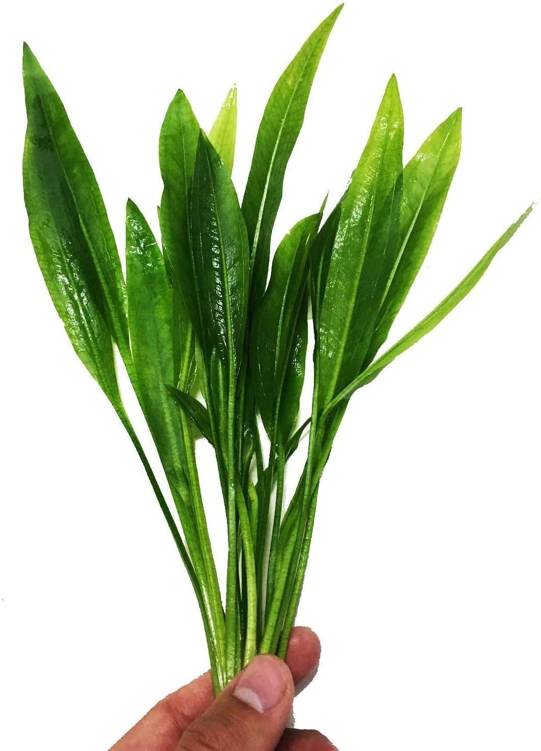 – Amazon Sword Bundle Medium Easy Background Live Aquarium Plant Decorations BUY2GET1FREE