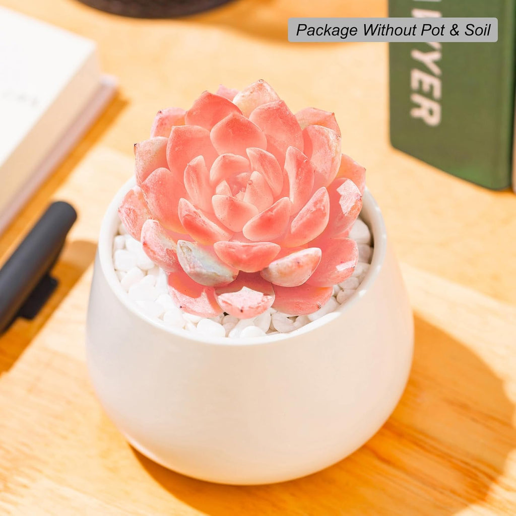 FWPP,Rare Live Succulent Plants Echeveria Little Beauty, Mini Pink 1 Head 2" Live Plants,Bare Root Without Pot Soil, Garden Indoor Wedding Party Baby Shower Decoration Friend Plant Lovers Gifts