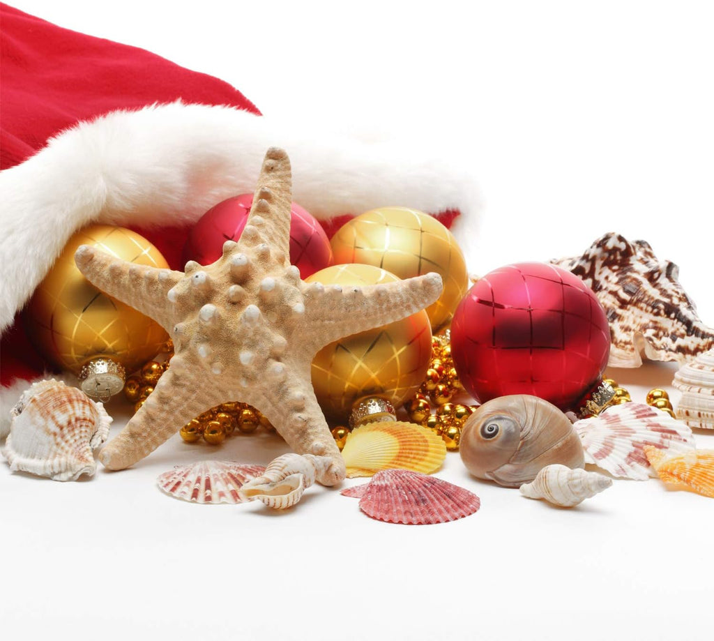 Jangostor 21 PCS Large Sea Shells Mixed Ocean Seashells, Various Sizes Natural Seashells Starfish Conch for Beach Theme Party, Home Decorations, DIY Crafts, Vase Filler Fish Tank Decorations