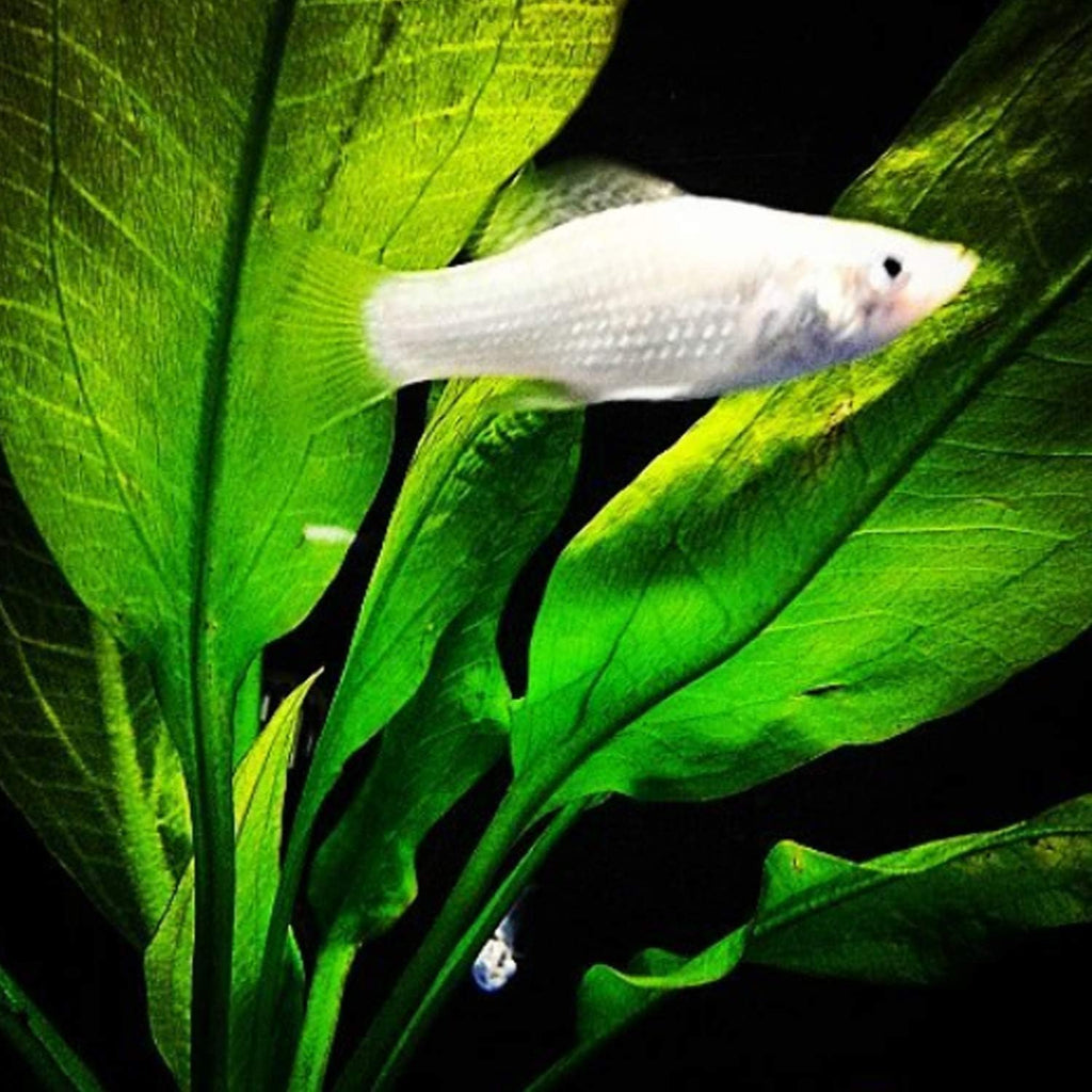Greenpro 3-Bundles Amazon Sword | Echinodorus Bleheri Live Aquarium Plants Package Aquatic Freshwater Fish Tank Decorations