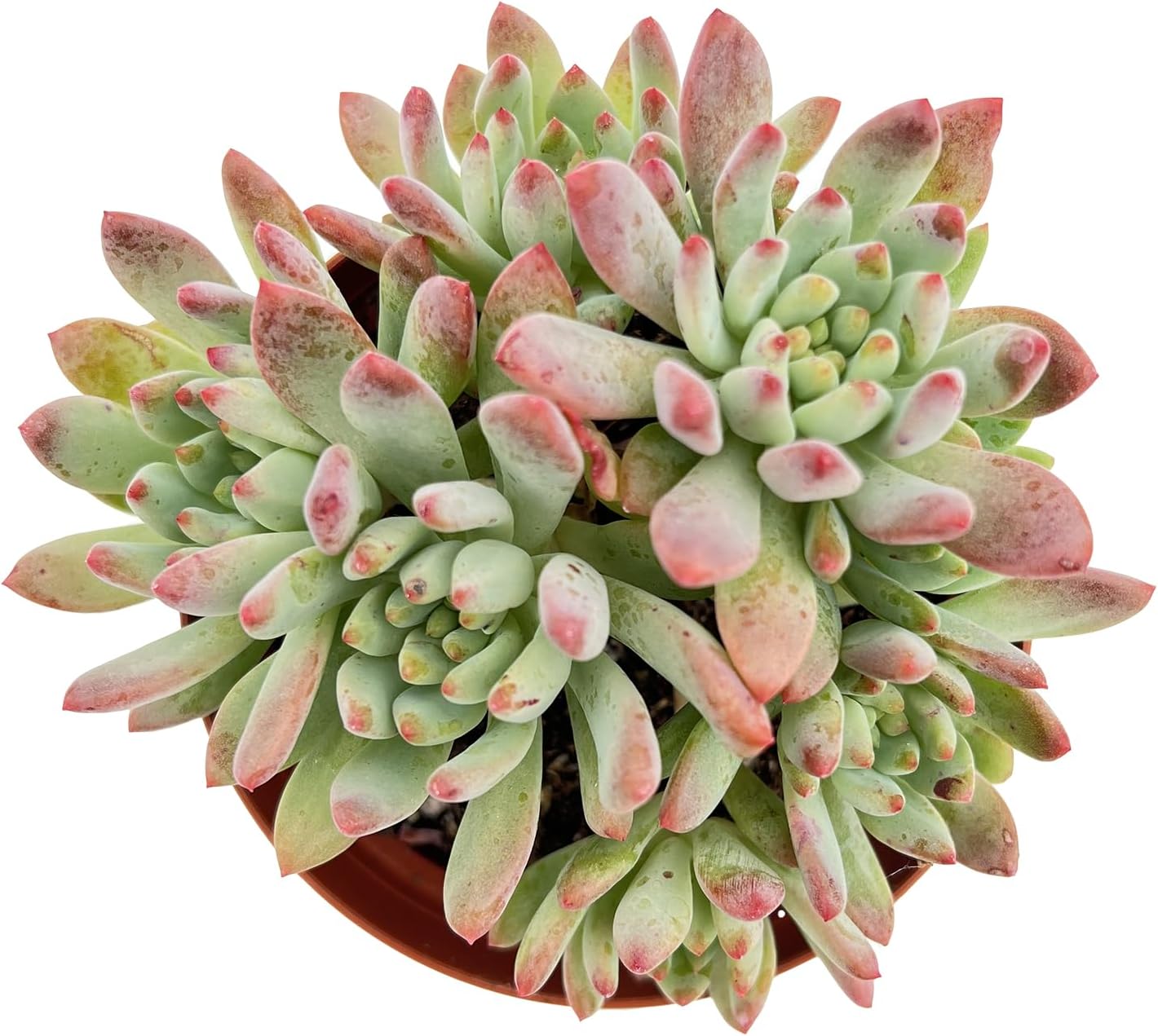 Live Succulent Plants Echeveria 'Blue Apples', Easy Care Potted Succulents in 4" Pots, Indoor Houseplant, Unique Gifts, Home Office Décor